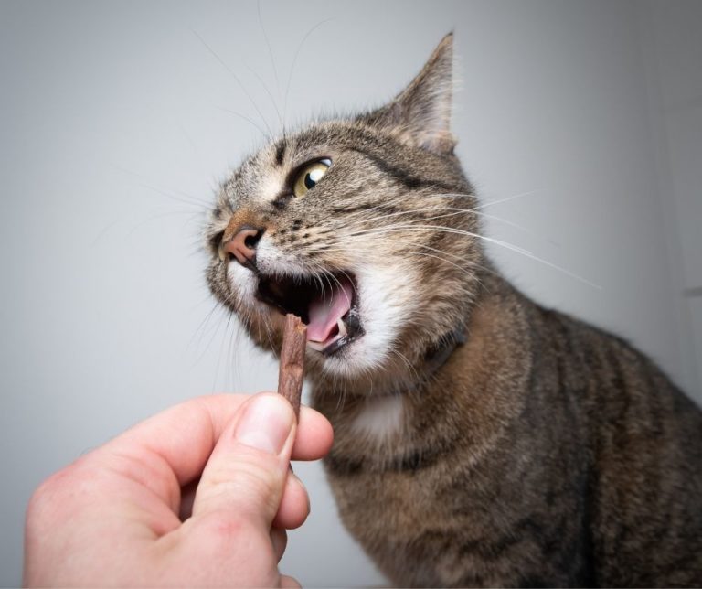 is-free-feeding-bad-for-cats-stuff-about-cats