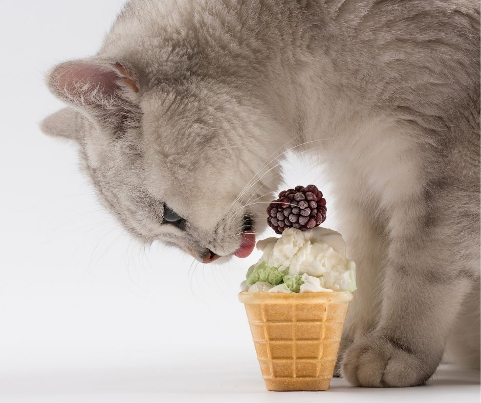 Коты мороженщик. Коты и мороженое. Котик ест мороженое. Кот кушает мороженое. Сладкий котик.
