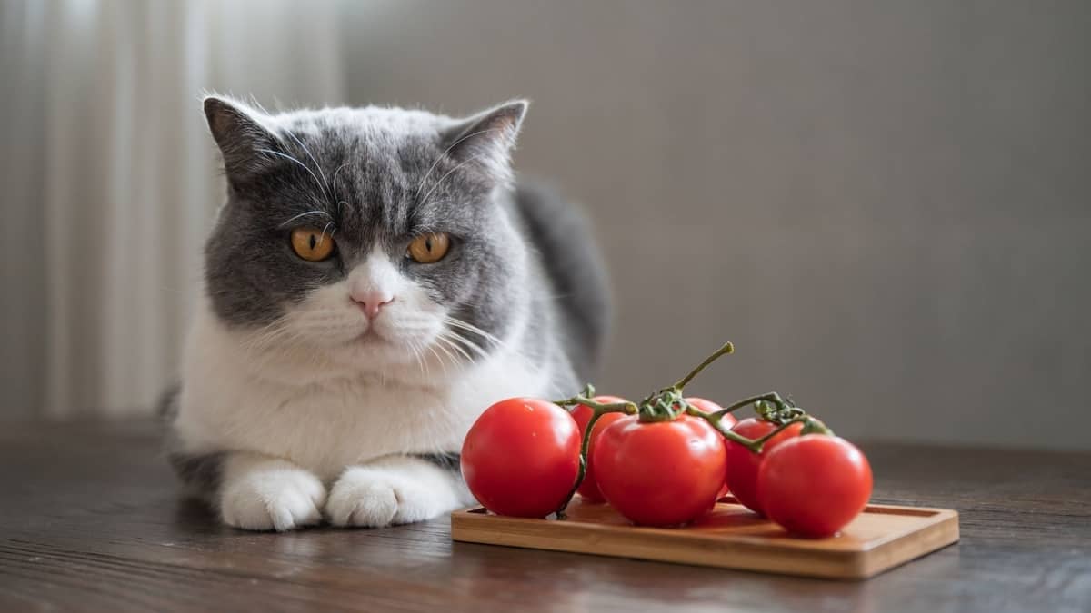 Safe Cat Nutrition: Can Cats Eat Tomatoes?