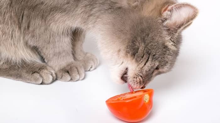 How much tomato is toxic to cats?