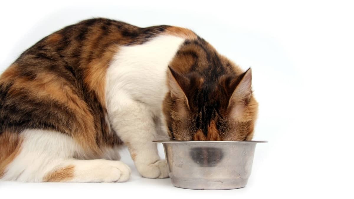 Can Cats Eat Sugar Snap Peas? Here's Why They'll Love It!