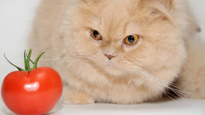 Why would a cat eat tomatoes?
