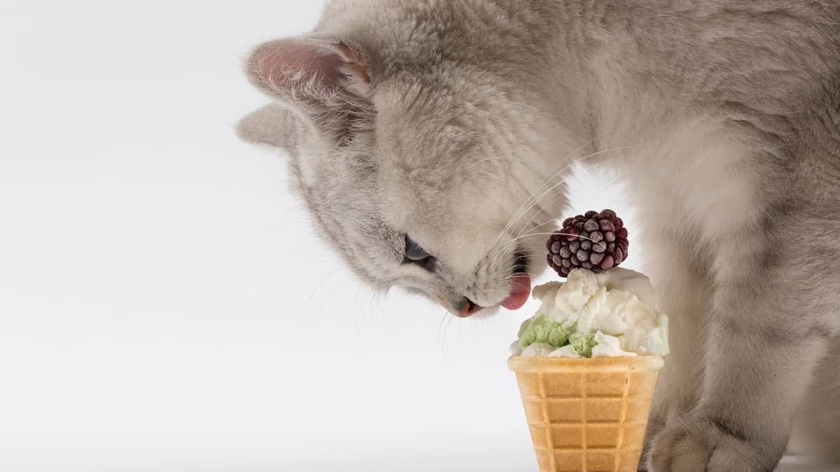 The Ultimate Safe Nutrition Guide: Can Cats Eat Mint Ice Cream?