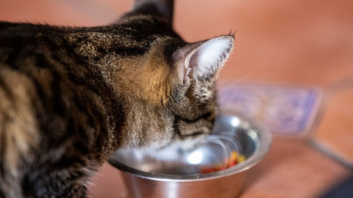 Can Cats Eat Meatballs? The Truth Will Shock You!