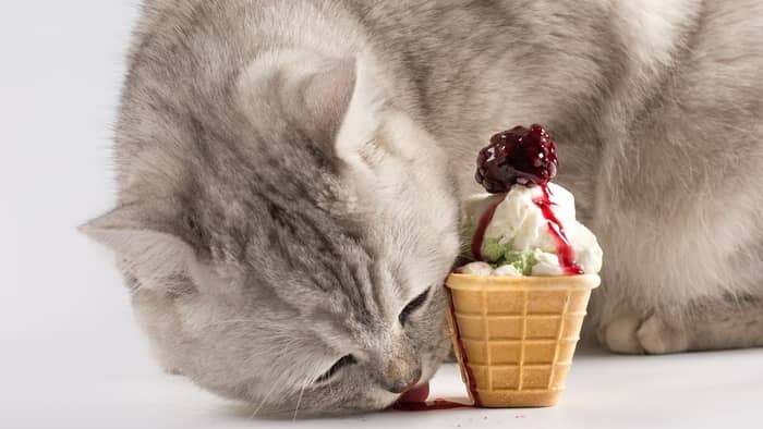 Can cats eat peppermint?