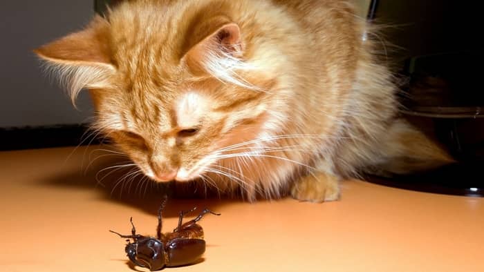 Are huhu beetles poisonous to cats?