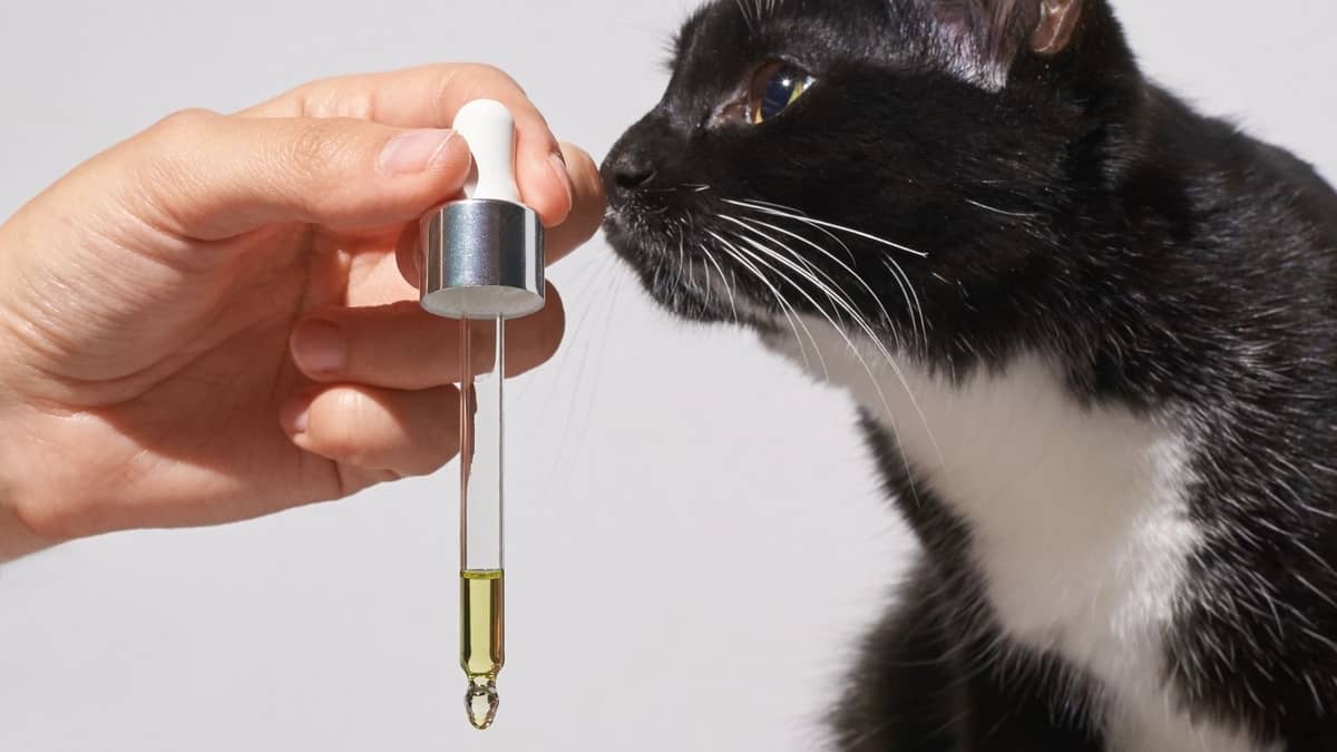 Can Cats Eat Avocado Oil? Here's The Truth!