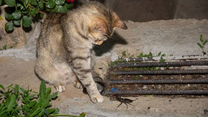 Are boxelder bugs harmful to cats?