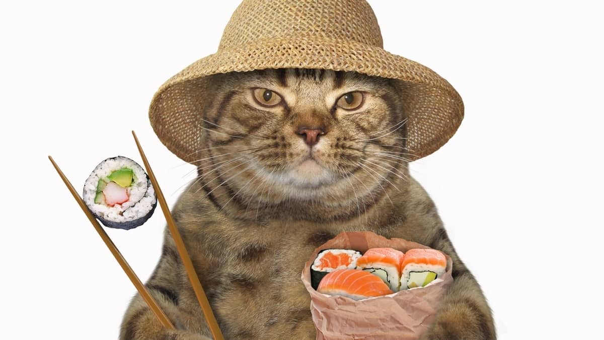 Can Cats Eat Sushi Salmon? Now You'll Know!