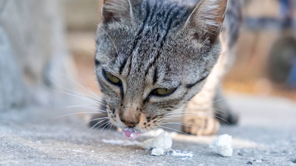 Dairy Safety For Cats: Can Cats Eat Goat Cheese?