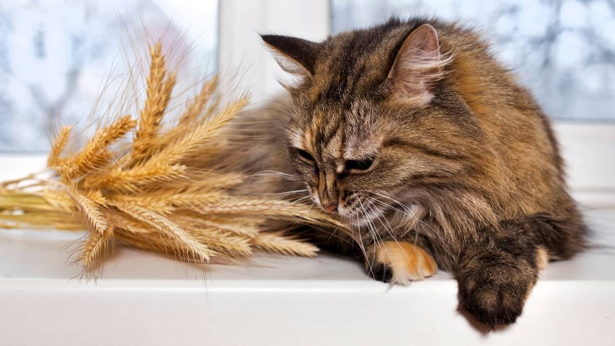 Can Cats Eat Wheat Bread? Answered!