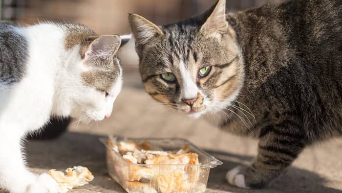 Why do cats love bread?