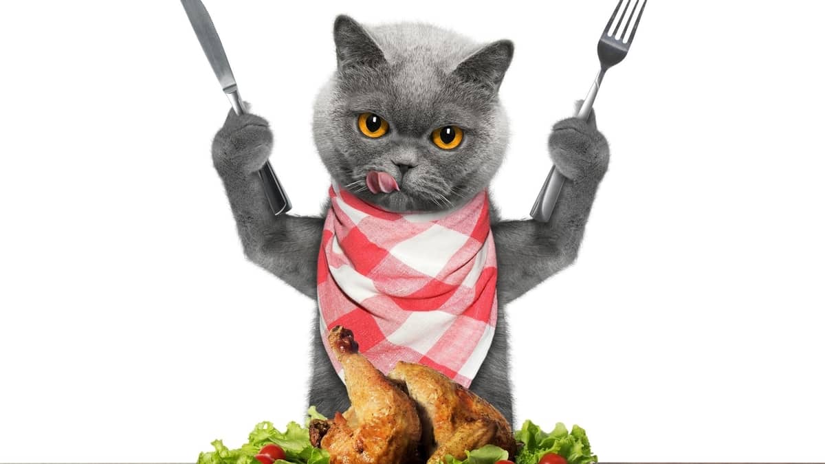 Meat Safety For Cats: Can Cats Eat Cooked Turkey?