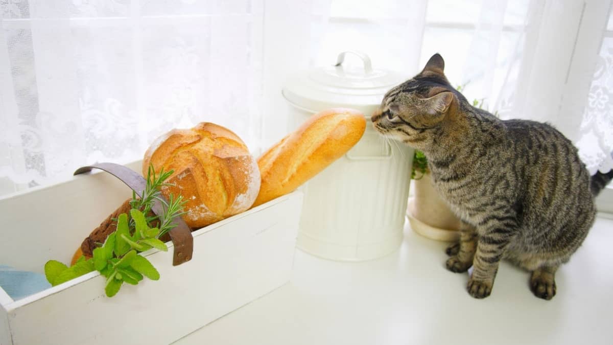 Feed Your Cat Safely: Can Cats Eat Garlic Bread?