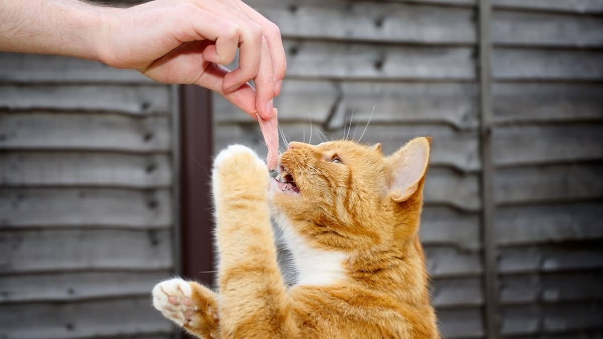 Protein Power Foods: Can Cats Eat Turkey Ham?