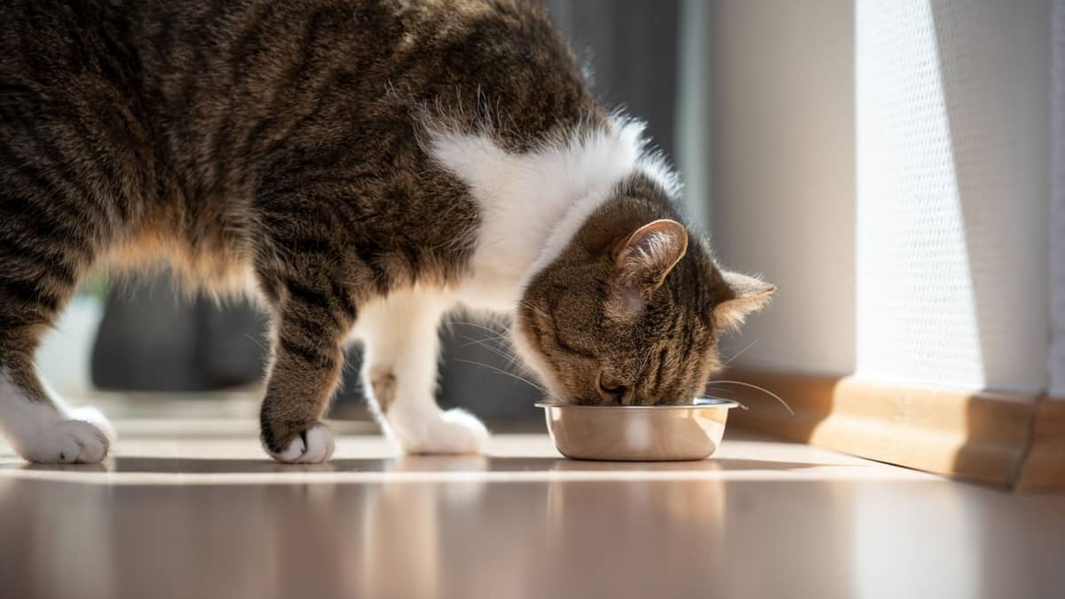 Safe Veggies For Cats: Can Cats Eat Baked Beans?