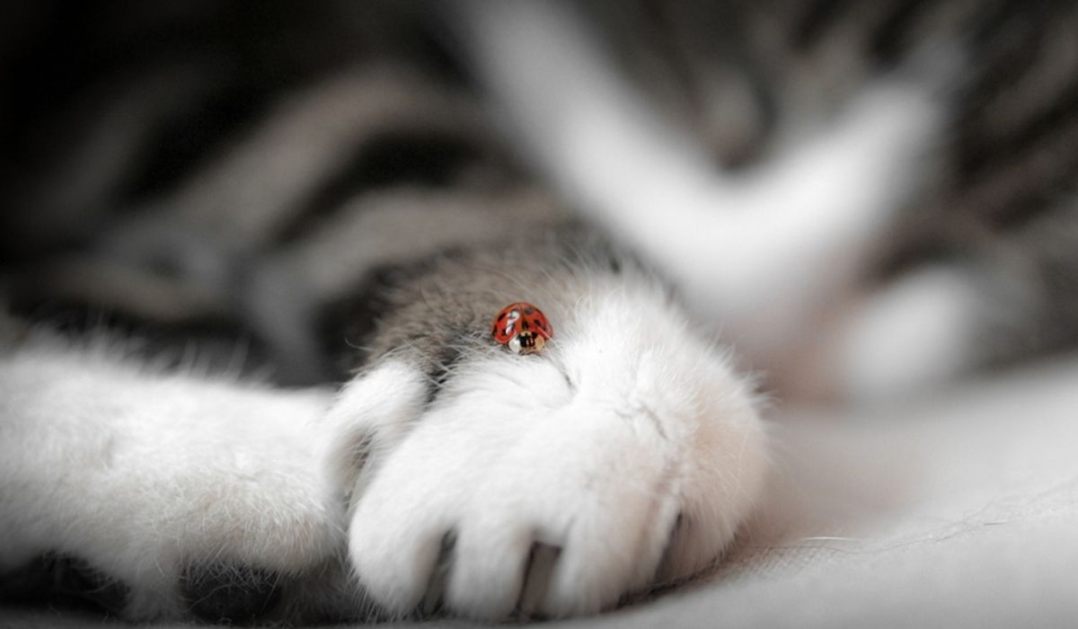 Can Cats Eat Ladybugs The Bitter Truth!