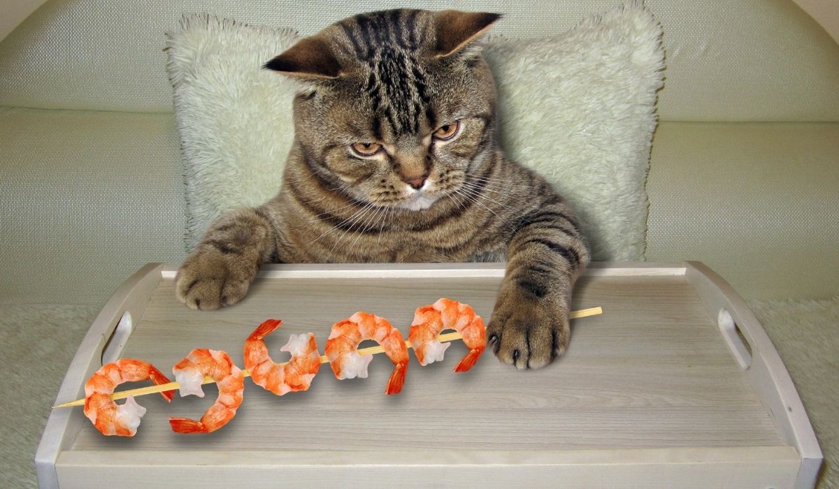 Fishy Facts Can Cats Eat Shrimp Tails