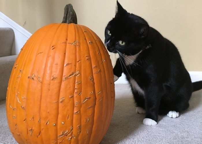  can cats eat pumpkin seeds