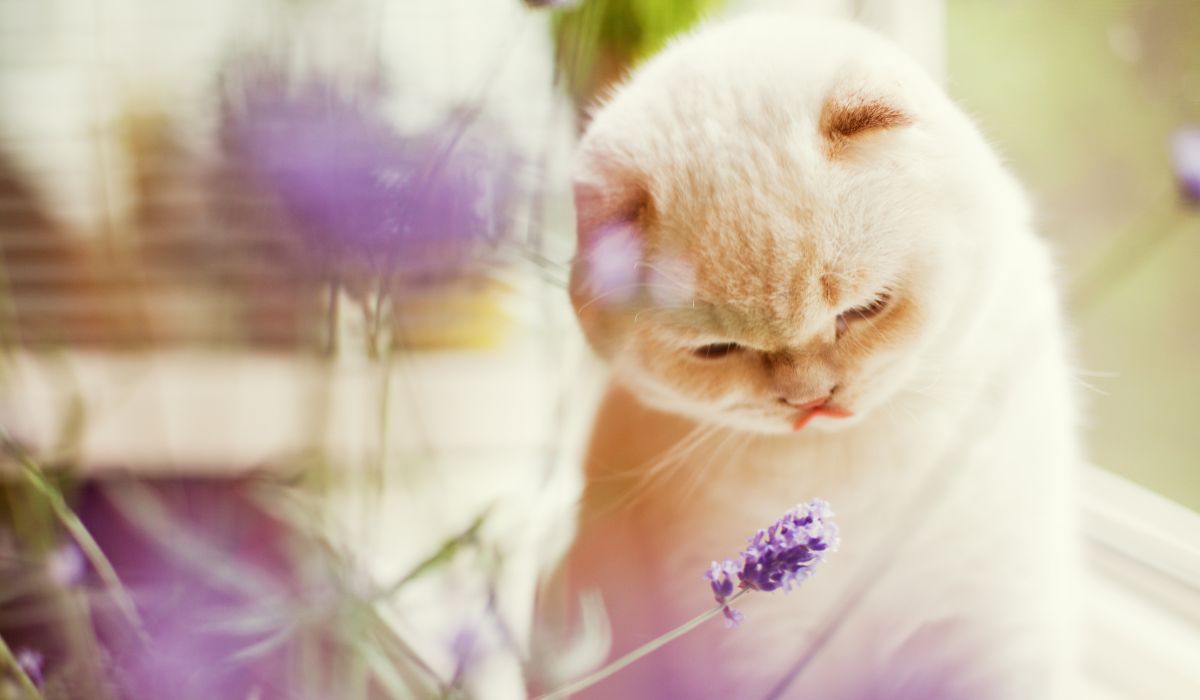 Can Cats Eat Lavender Yes and No!