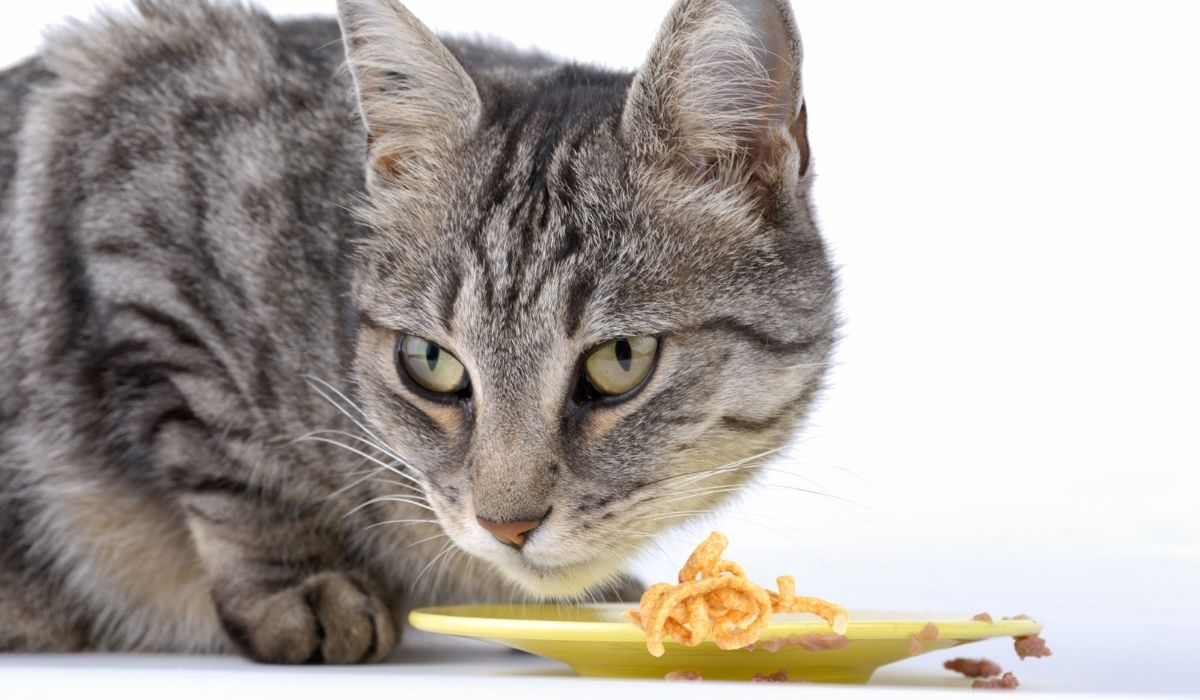 Can Cats Eat Pork Rinds Safe or Not