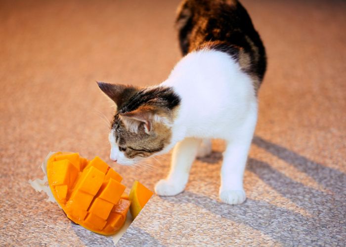  Can cats eat mango skin