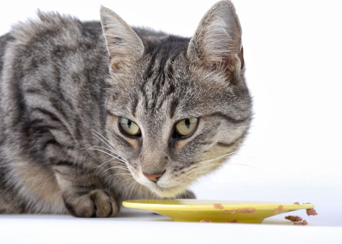  Can cats eat plantain leaves