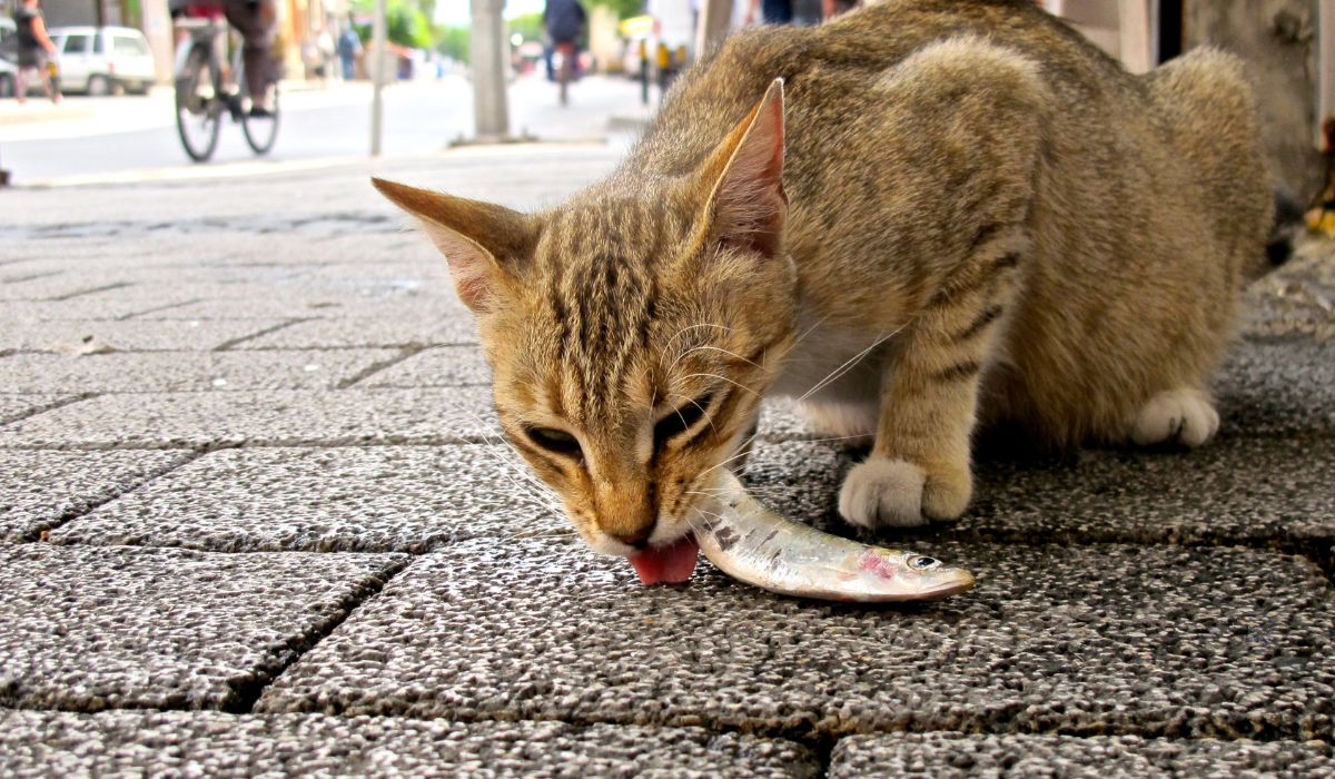 Fishy Facts For Felines Can Cats Eat Scallops