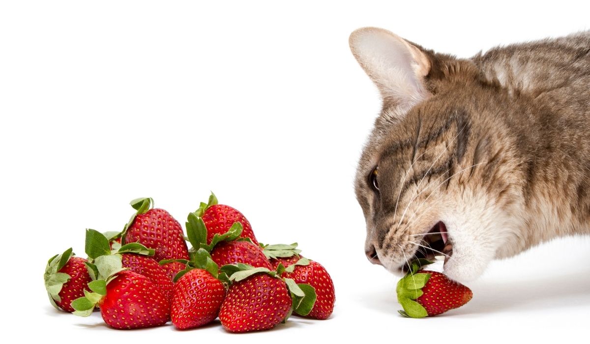 Fruity Goodness Can Cats Eat Strawberry Leaves