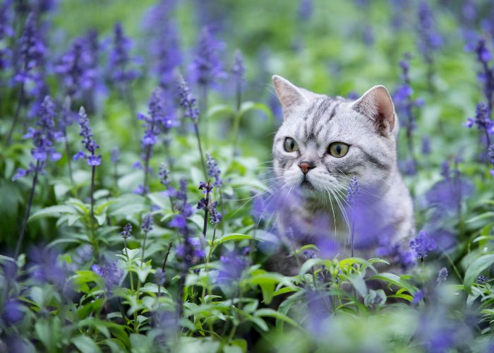 Can Cats Eat Lavender? Yes and No!