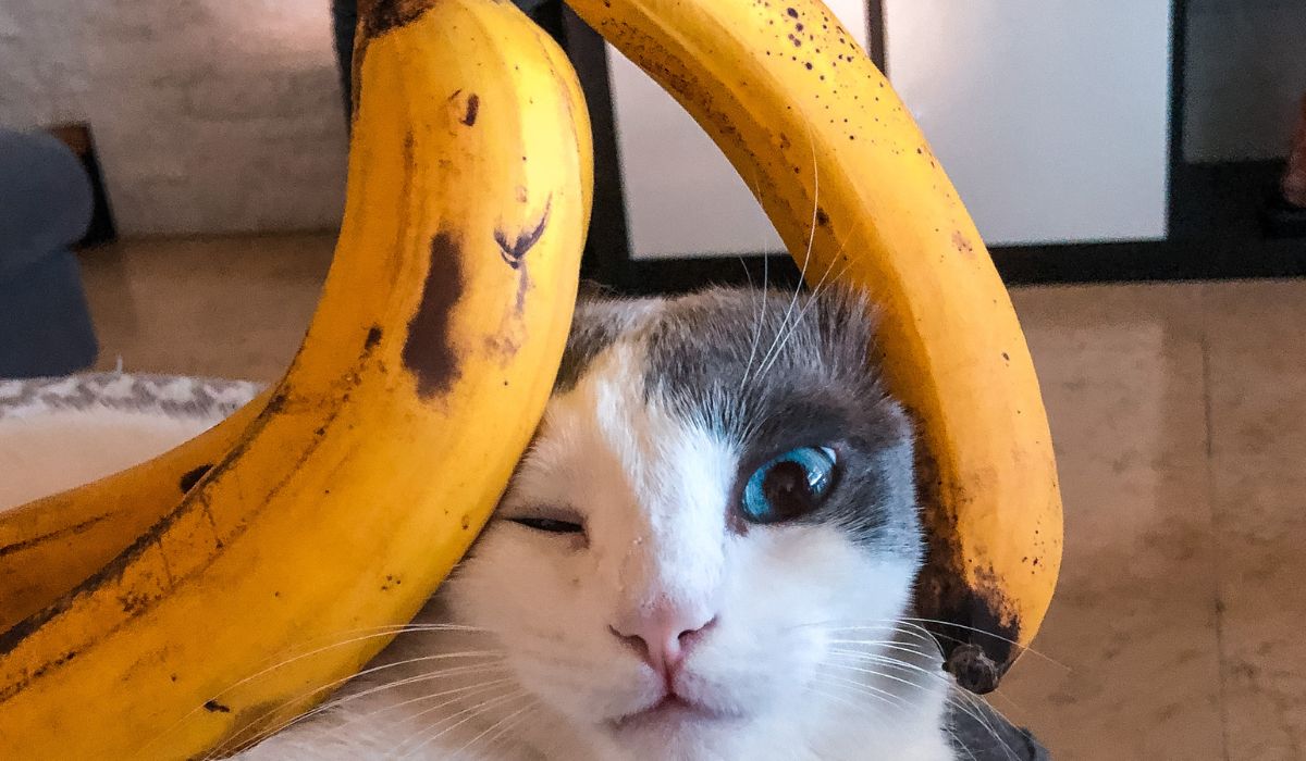 Kitty Diet Can Cats Eat Plantains
