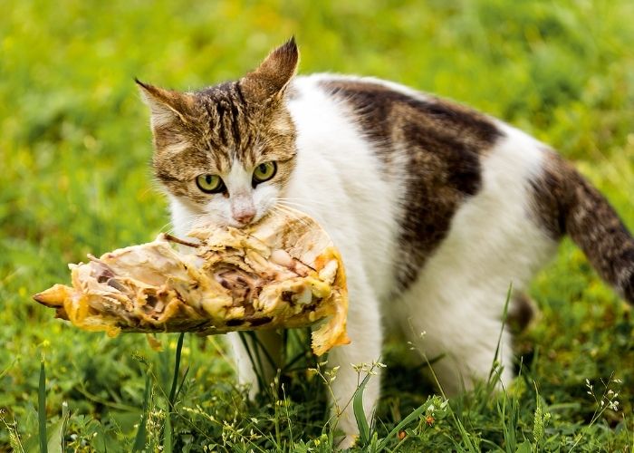  can cats eat rotisserie chicken
