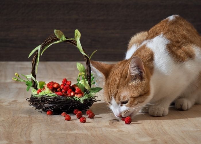  can cats eat strawberry jelly