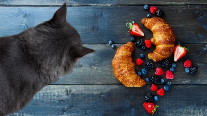  Is it okay for cats to eat bread?