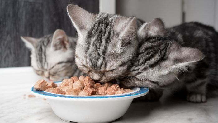  What foods should cats never eat?