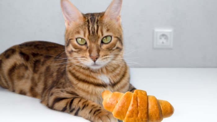  Why do cats like croissants?