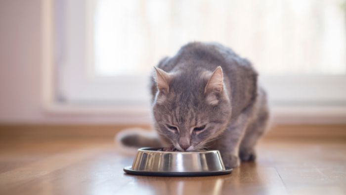  Why do cats prefer pate?